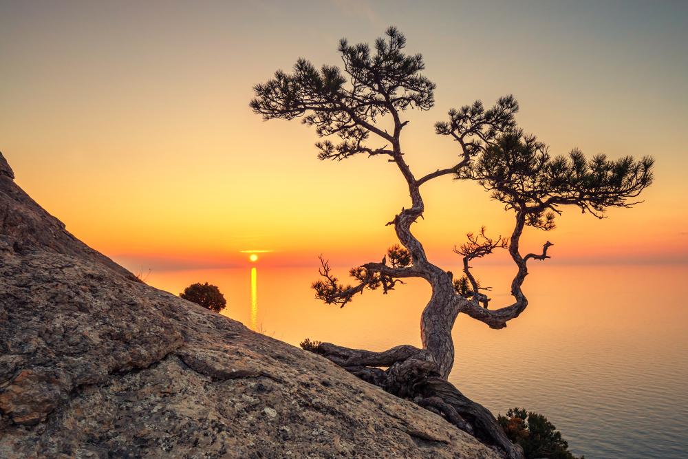 Innovatie abonnement 