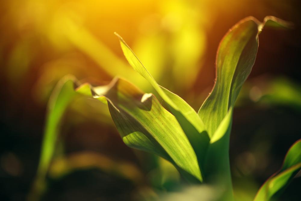 Inspiratie abonnement 