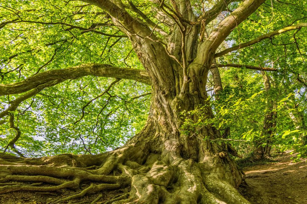 Transformatie abonnement 